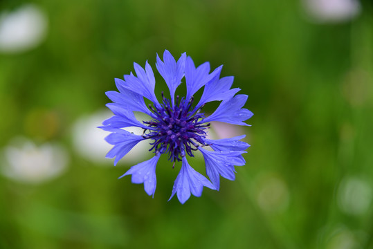 格桑花
