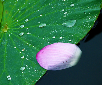 留得残荷听雨声