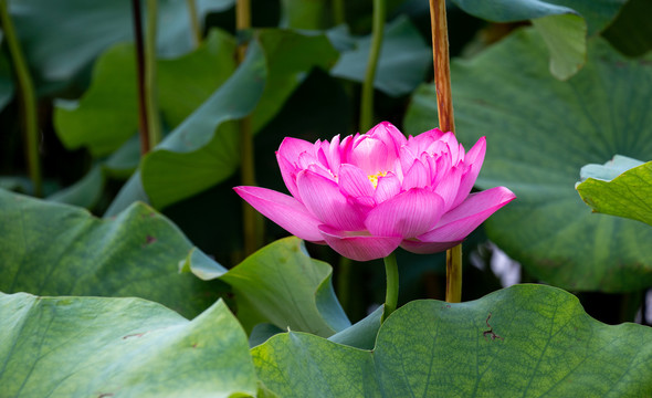 夏季盛开的莲花