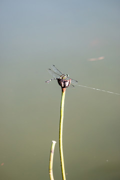 一只停在莲杆上的蜻蜓
