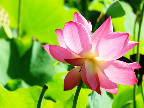 红莲花
