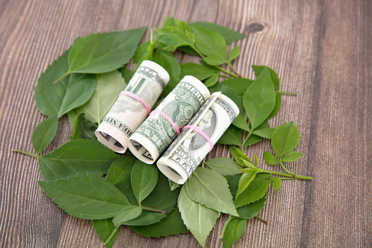 一堆新鲜树叶和树叶里的美元钞票