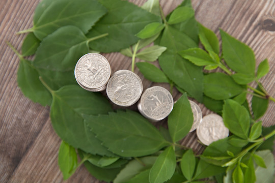 一堆绿色树叶上一排美元硬币
