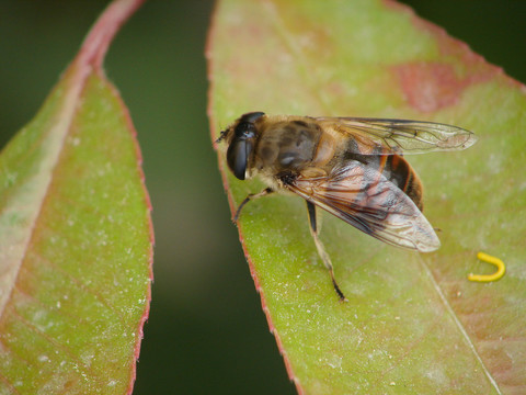 拟态蜜蜂的长尾管蚜蝇
