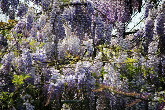 紫藤开花