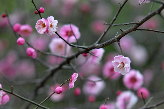 红梅花开