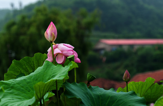 大雨过后的荷花