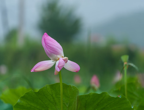 大雨过后的荷花