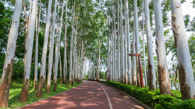 林荫小路阳光桉树林