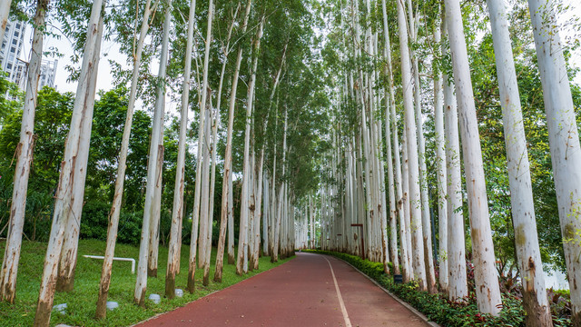 林荫小路阳光桉树林