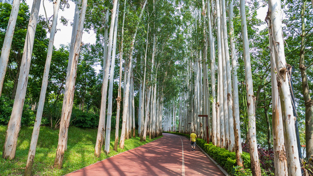 林荫小路阳光桉树林