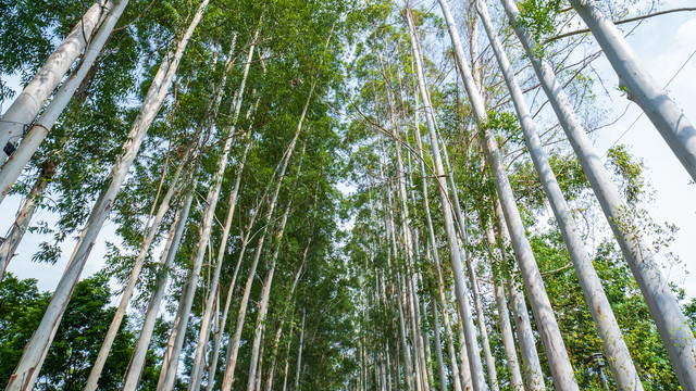 林荫小路阳光桉树林