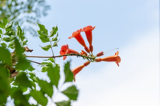 凌霄花