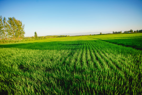 新疆绿色生态农业水稻