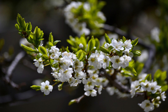 李花