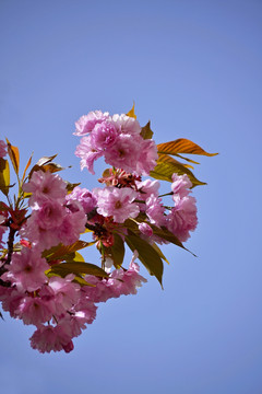 樱花