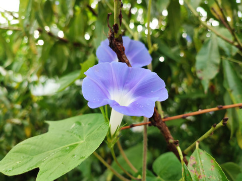 紫色牵牛花