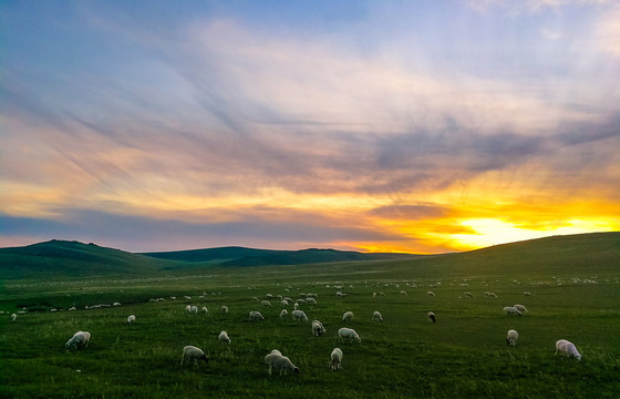 傍晚草原日落牧场羊群