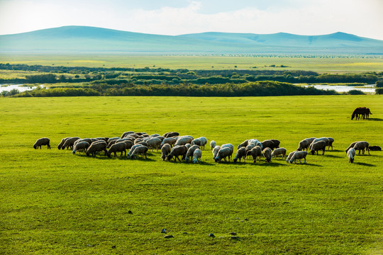 夏季草原河流树林羊群
