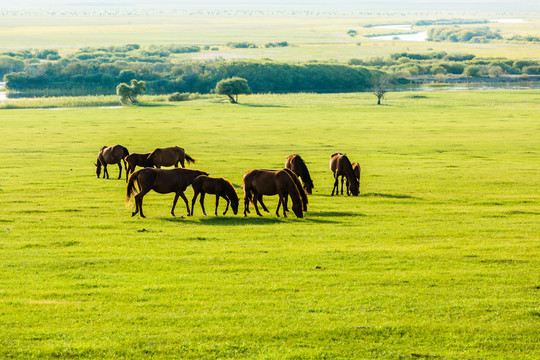 草原夏季马群牧场