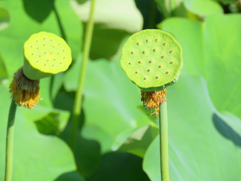 莲房