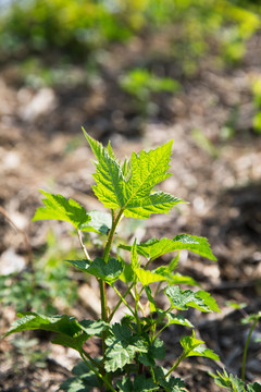 夏天户外公园里的绿叶植物