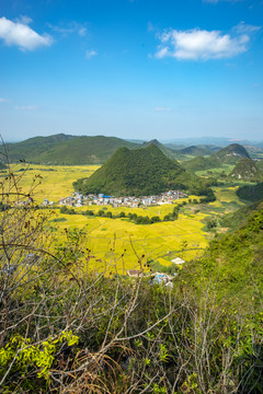 金色稻田