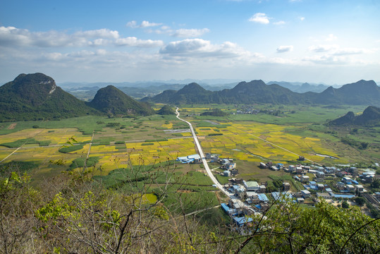 金色稻田