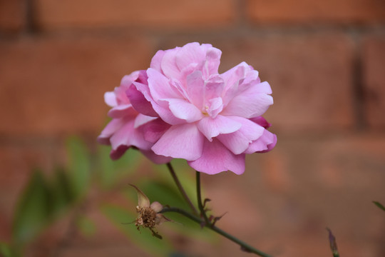 月季花特写