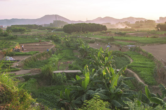 农田大地风景