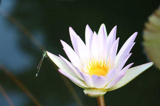 莲花特写蜻蜓特写