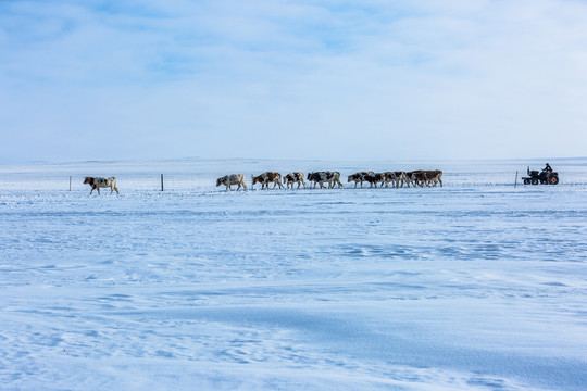 冬季草原牧场牛群
