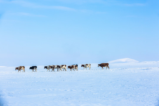 冬季雪原牛群