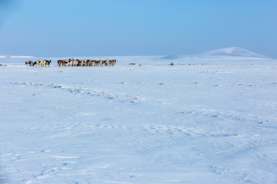 冬季草原牧场牛群