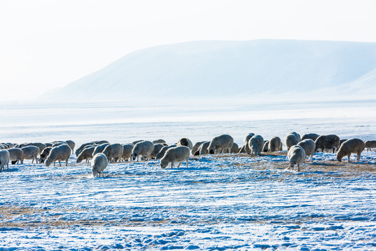 冬季草原牧场羊群