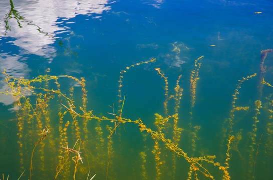 水草