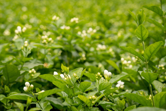 茉莉花种植