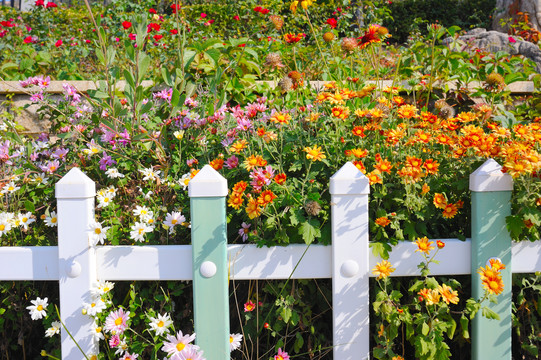花园铁栏杆菊花