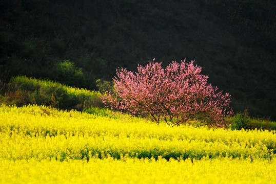 油菜花