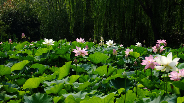 荷花池