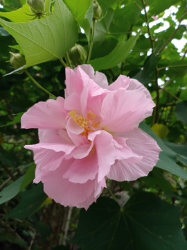 木芙蓉