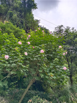 正在盛开的木芙蓉