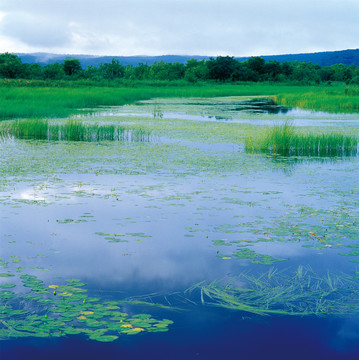 北方湿地