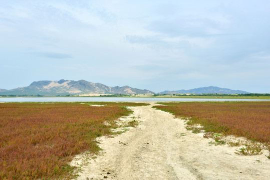 碱蓬草地