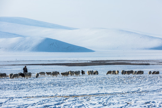 冬季雪原草原牧场羊群