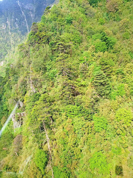 山峰植被