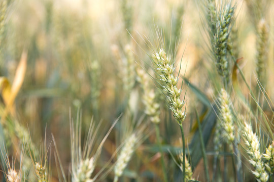 夏天即将成熟的小麦麦穗特写