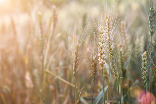 地里即将成熟的小麦麦穗特写