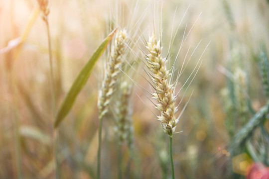 地里即将成熟的小麦麦穗特写