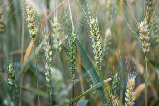 夏天即将成熟的小麦麦穗特写